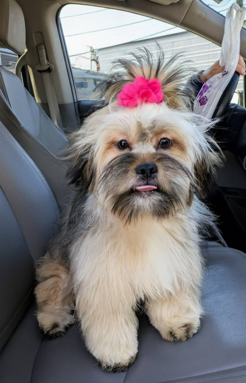 Shih Tzu with a pink bow riding in the car