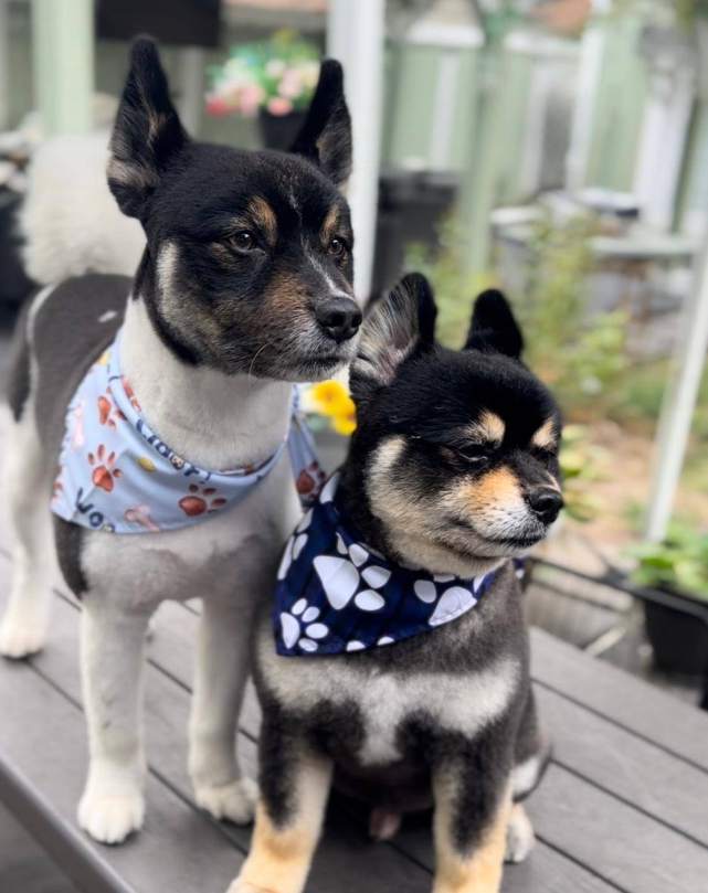 Two Shiba-style dogs in paw-print bandanas