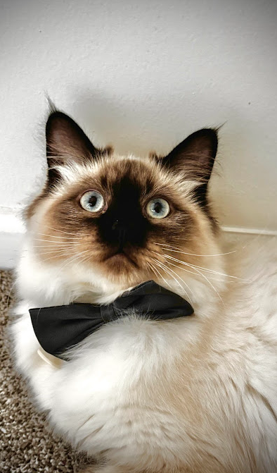 Ragdoll cat with a black bow tie